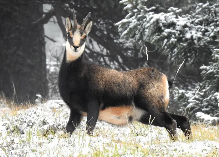 Bivanje na kmetiji Farm 